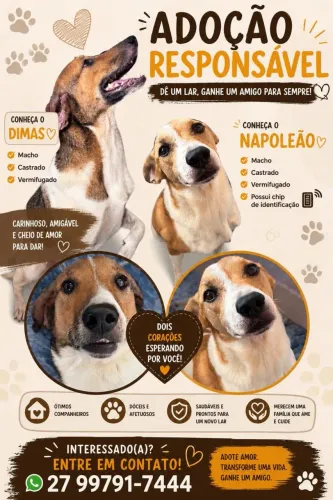 Cães porte grande
