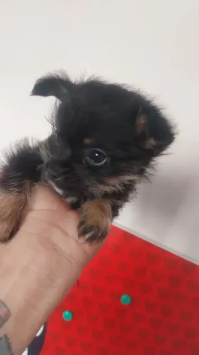 Filhote de pincher com Lulu macho