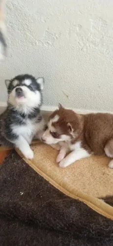 Husky siberiano O cachorro que vai combinar com qualquer família