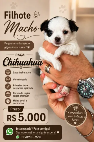 FILHOTE CHIHUAHUA MACHO