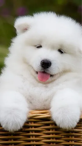 Husky Siberiano - Encontre Aqui O Filhotinho Perfeito Para Você