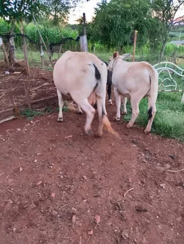 Vaca e novilha