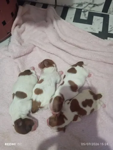 Pets