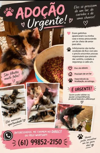 Doação de gatos
