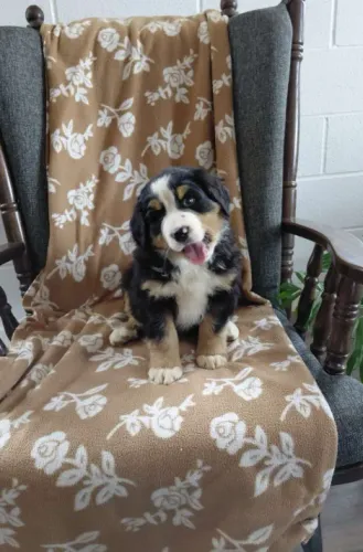 Bernese Mountain Dog,Bernese Mountain Dog Filhote Vacinado e Vermifugado