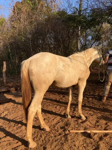 Cavalo, 1,4 anos mestiço de quanto de milha