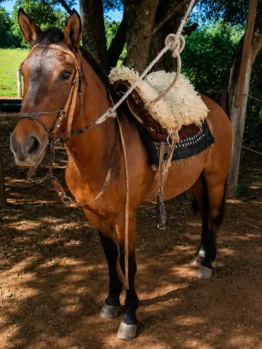 Oportunidade, linga Égua Crioula Gateada, bem domada, mansa e de confiança.