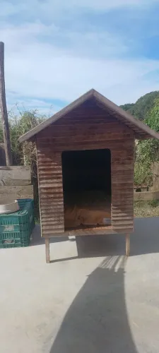 Casa Cachorro