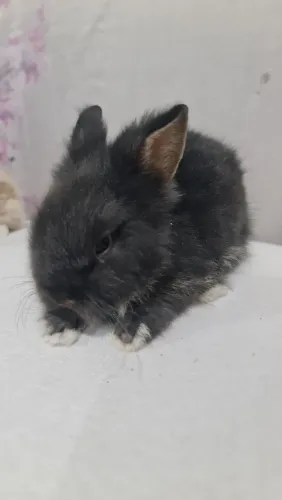 Mini lion