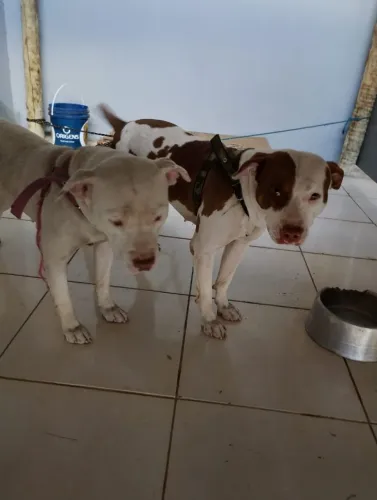 Pitbull doação 