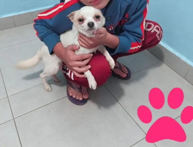Casal chuaua disponível 