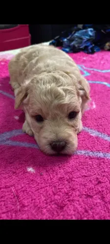 CACHORRINHOS POODLE