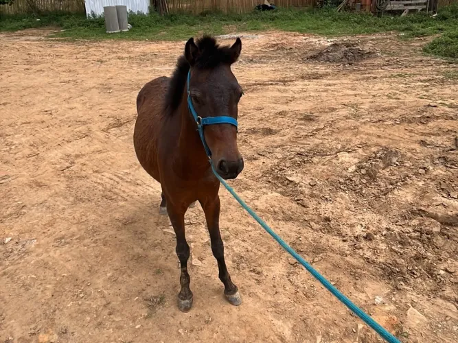 Piquira 