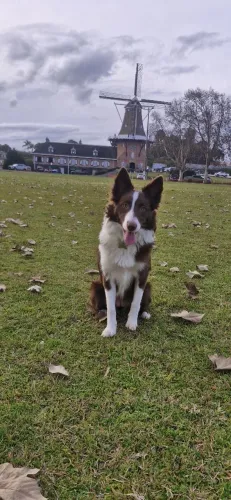 Filhotes de Border collie
