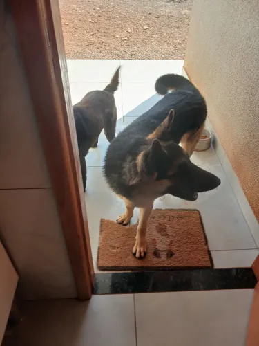 Vendo pastor alemão
