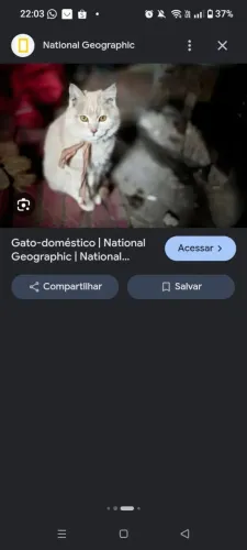 Gato persa