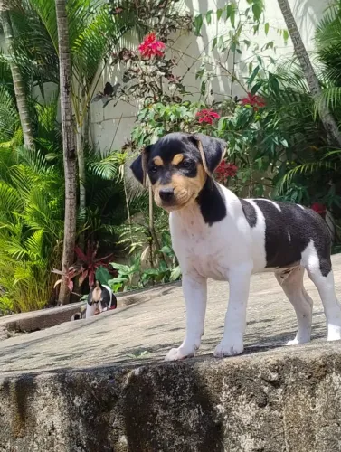 Fox paulistinha (fêmea e macho a pronta entrega)