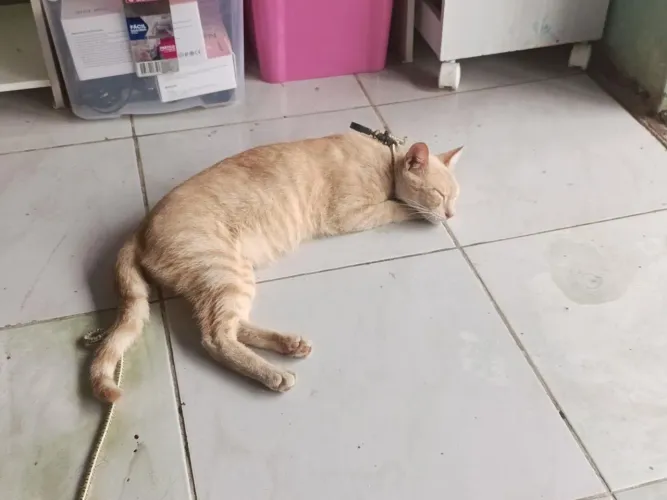 Gata de 2 anos 