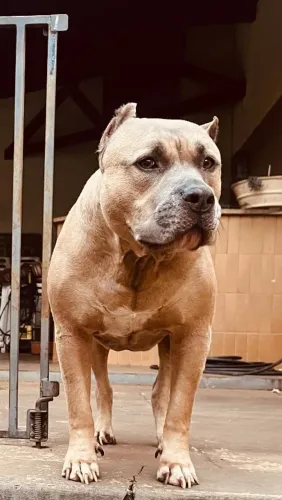 Doação PitBull - Cachorro PitBull Macho Adulto com Pedigree