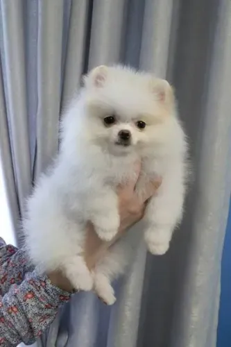 Spitz Alemão irresistível para transformar sua rotina