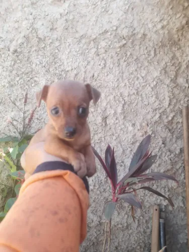 Vendo filhotes de pinscher