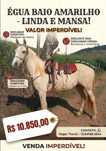 Égua Linda,  Baio , forte 9 anos, dócil.  Ótima reprodutora.