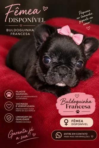 Bulldog francês fêmea