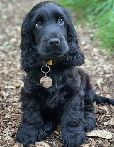 Cocker Spaniel Inglês Companhia que dá novo sentido à rotina