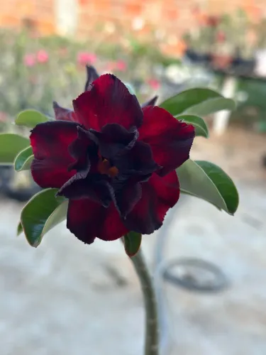 Rosa do deserto