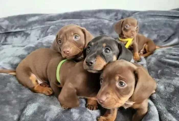 Filhotes de Dachshund saudáveis e bem cuidados