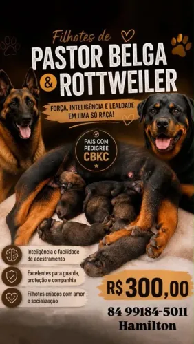 Filhotes de Pastor belga & Rottweiler para doação