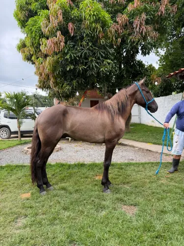 Vendo Potro Mangalarga