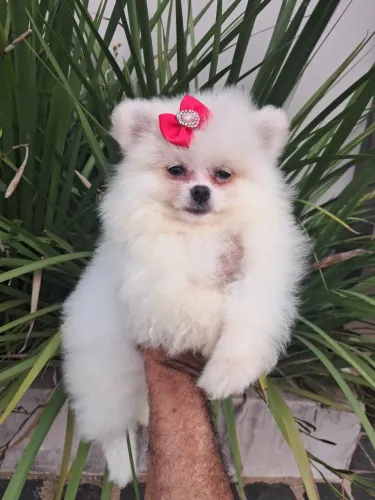Lulu da Pomerânia fêmeas um encanto !