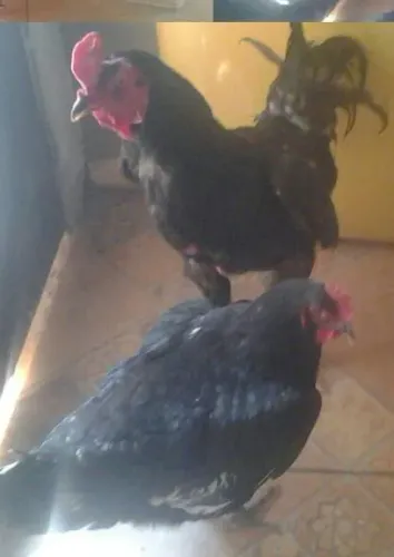 Galo caipira índio e de granja