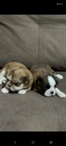 Shihtzu fêmea mini micro