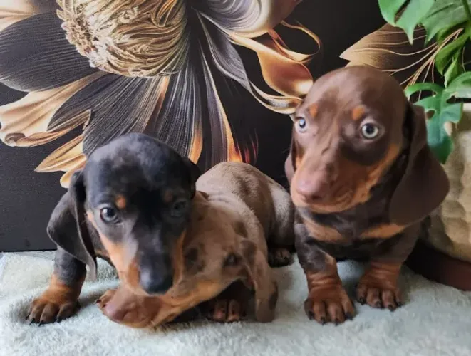 Teckel-Dachshund Com Pedigree. Várias Cores Disponível.