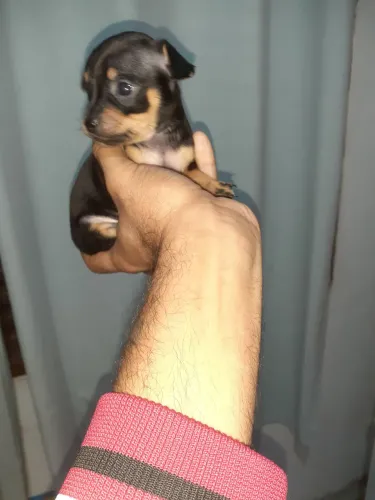 Pinscher zero