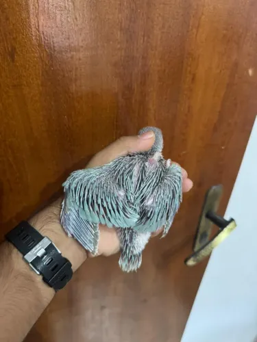 Disponível