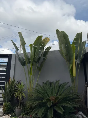 Ravenala Adulta Gigante (Árvore-do-Viajante)