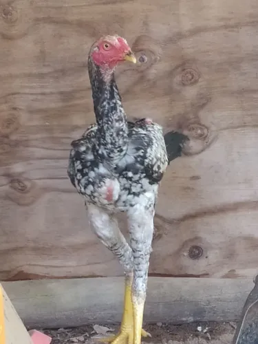 Vendo frango caipira melhorado 