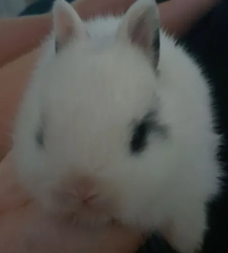 Lindos coelhinhos!