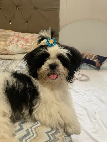 Vendo filhote de shih tzu