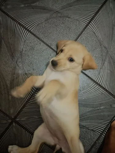 Cachorro labrador