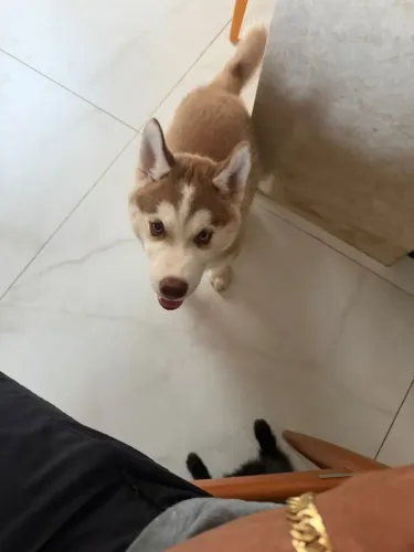 Husky siberiano