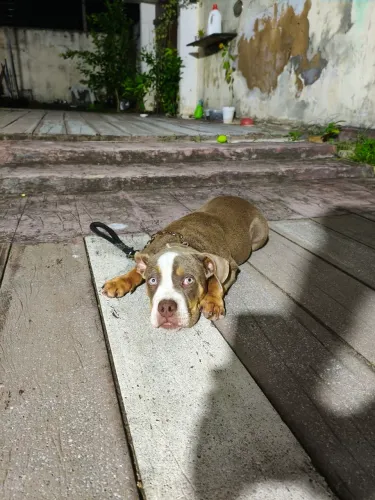 American bully BLUE