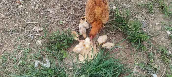 Pintinhos indio gigante