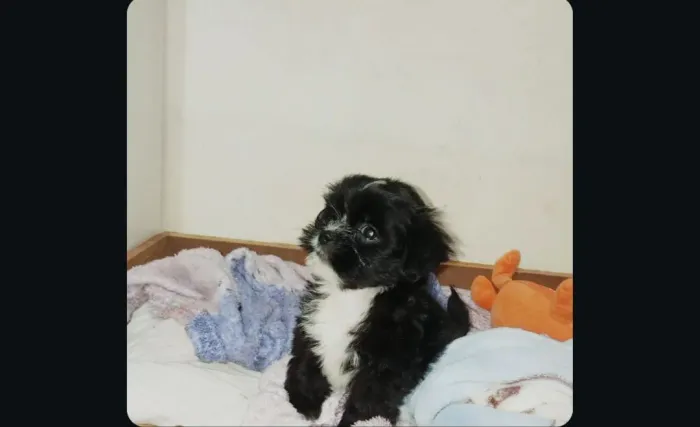 Vendo Shitzu 