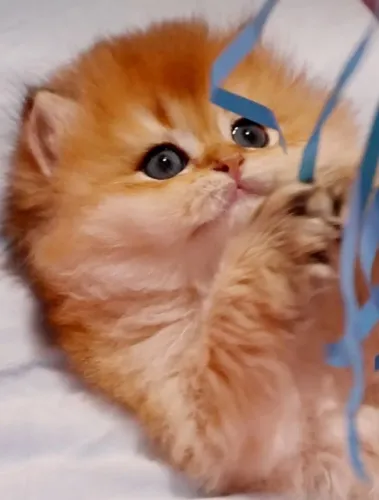 Gatinho Persa | Não deixe para depois, me chama agora no WhatsApp.