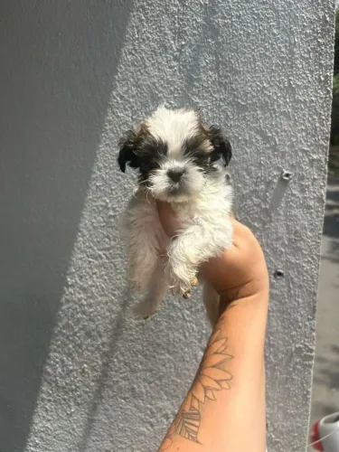 Filhote shih tzu, Diga sim para a felicidade em forma de cachorro!