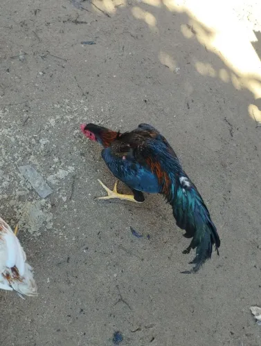 Frango indiano 